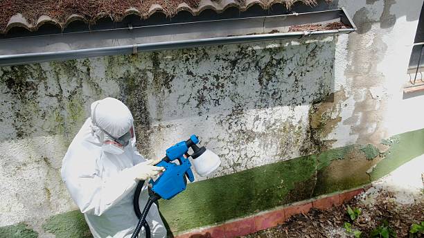 Trusted Crawl Space Mold Removal service in Palm Harbor, FL - Cheap Mold Removal